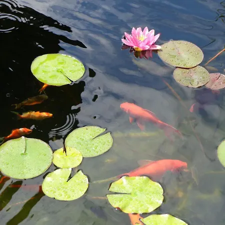 La Maison Ribotteau Bed and breakfast