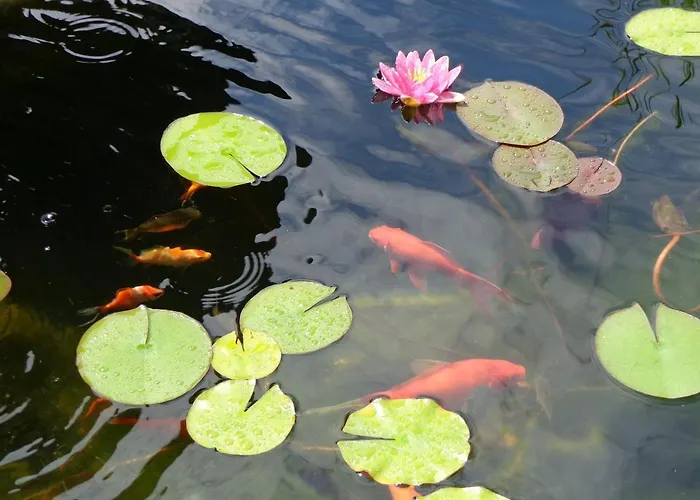 La Maison Ribotteau Bed & Breakfast